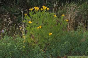 Renfana, Tanacetum vulgare